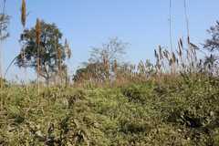 Saccharum bengalense